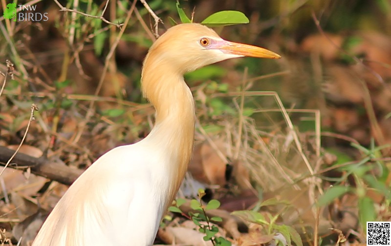 Cattle Egret